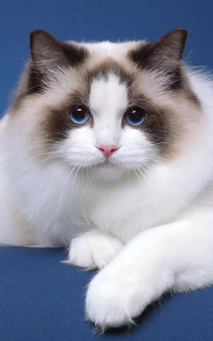 Афинская кошка