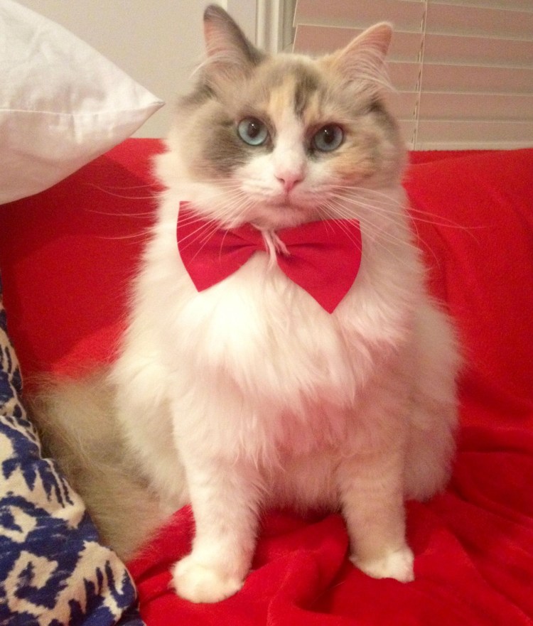 Рэгдолл и Невская маскарадная