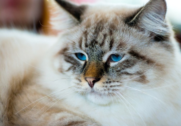 Порода кошек оборванец