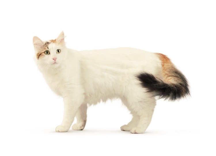 Европейская короткошерстная черепаховая