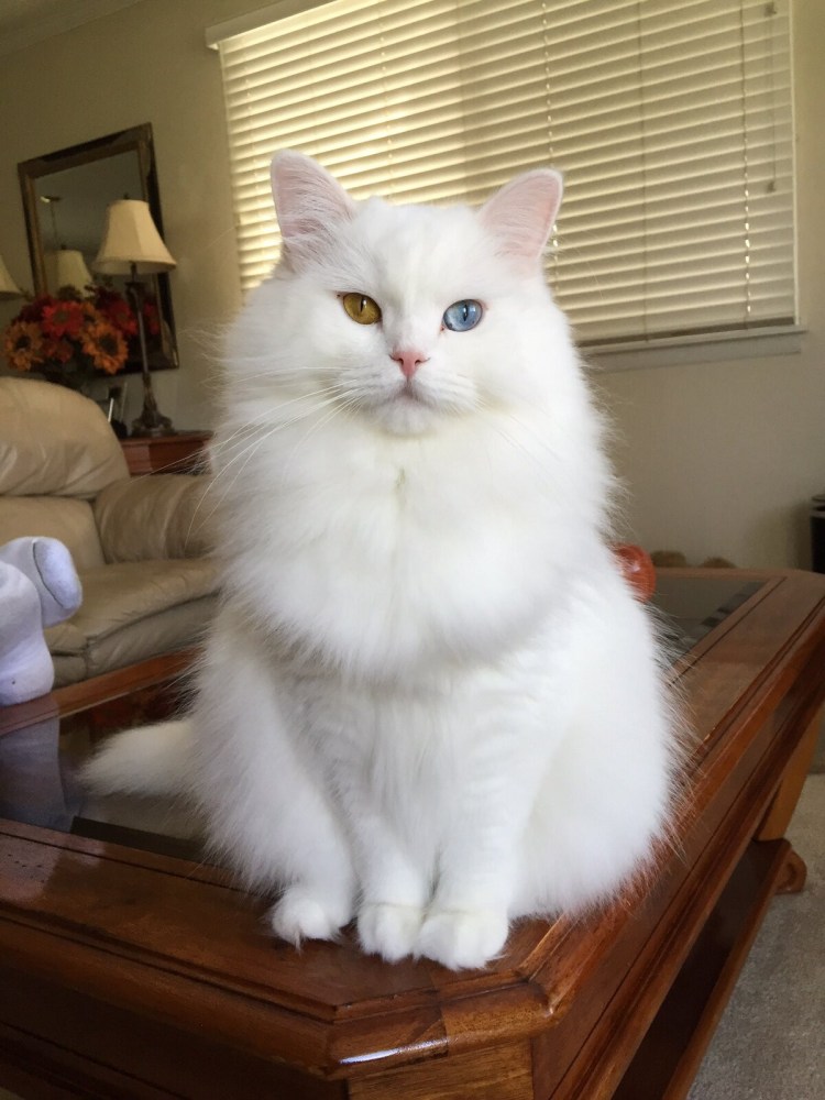 Рагамаффин порода