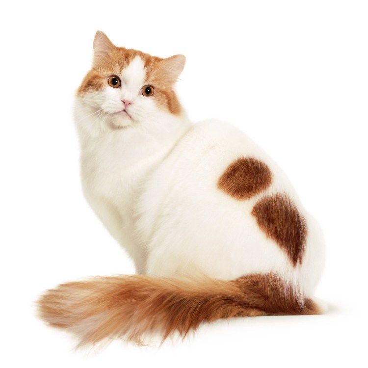 Кошка породой регмафин