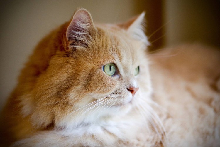 Рагамаффин (порода кошек)