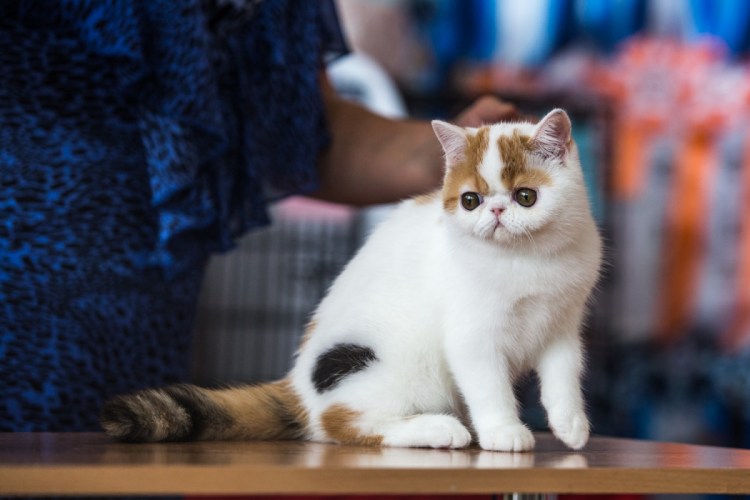 Сомали тиккированный табби