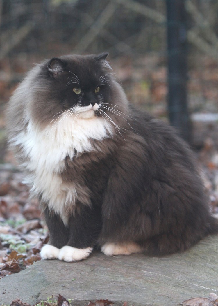 Рагамаффин кошка