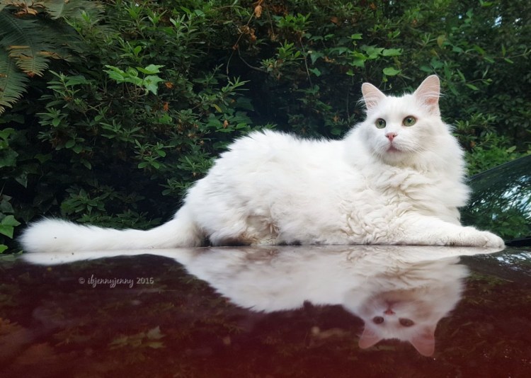 Порода кошек рогомафины