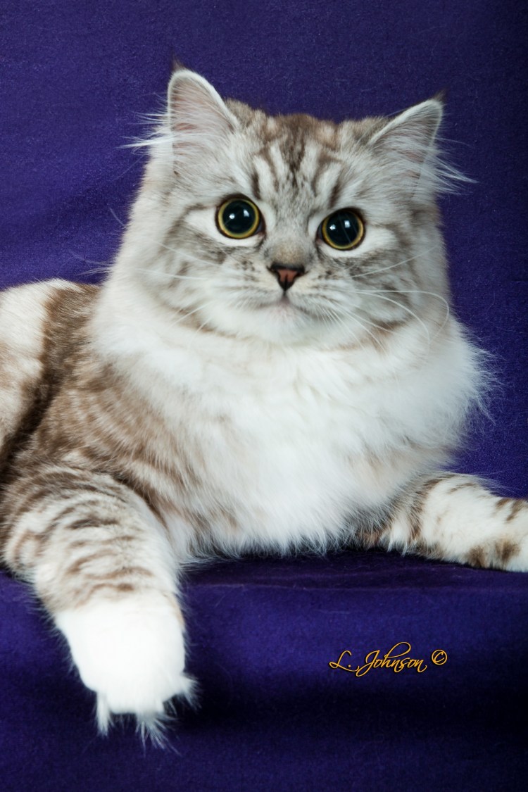 Длинношерстный Рэгдолл