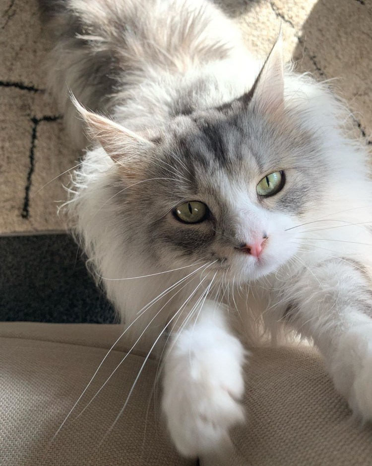 Рэгдолл табби