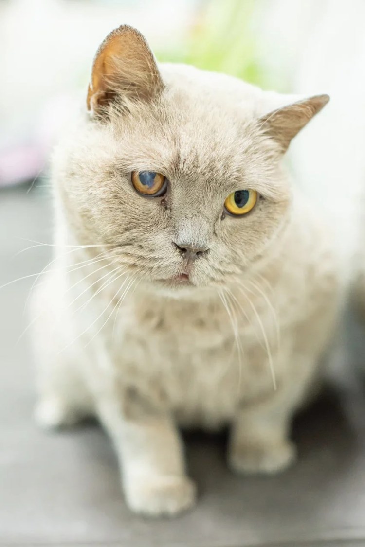 Турецкий Ван бобтейл