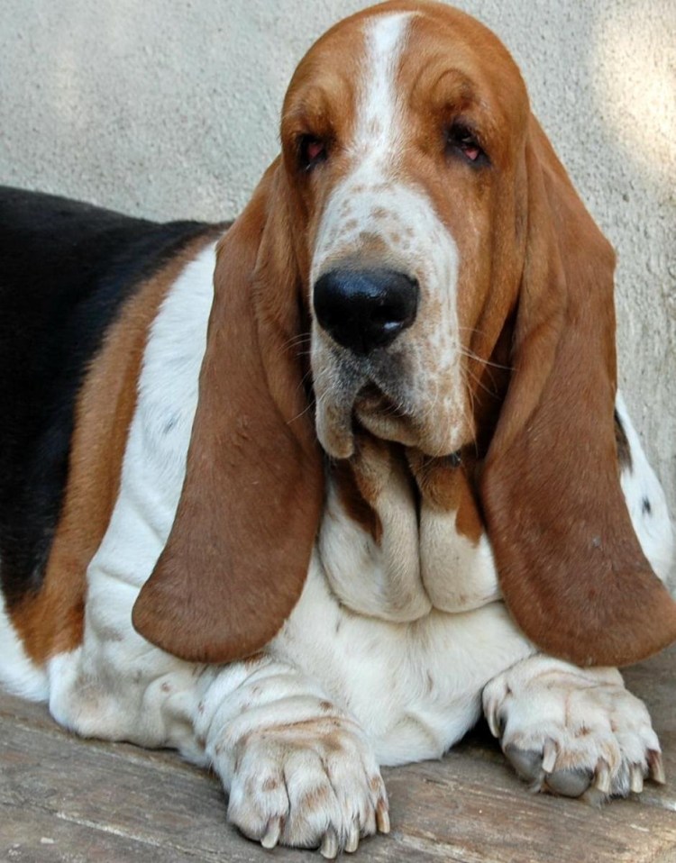 Бассет хаунд жесткошерстный