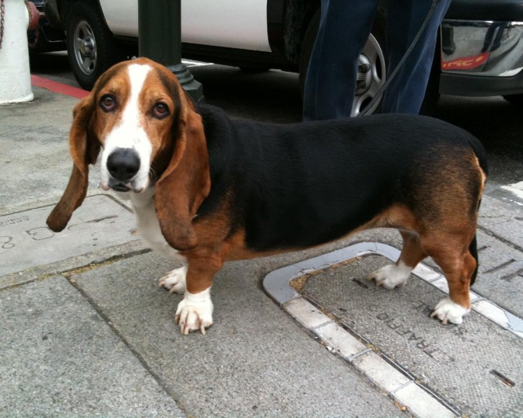 Бигль и Бассет хаунд