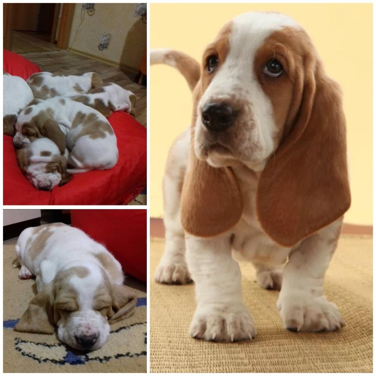 Бассет-хаунд отказники