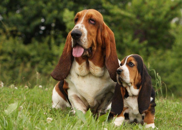 Помесь таксы и лабрадора