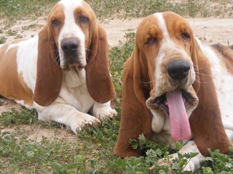 Длинношерстный Бассет хаунд