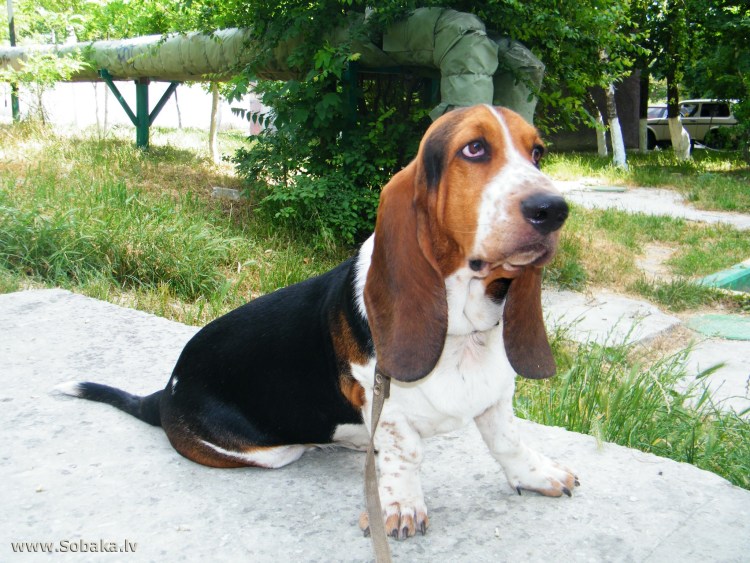 Бассет-хаунд похожие породы