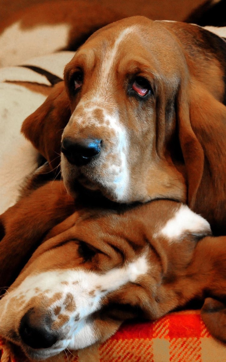 Бассет хаунд