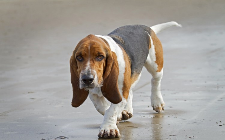 Бассет хаунд