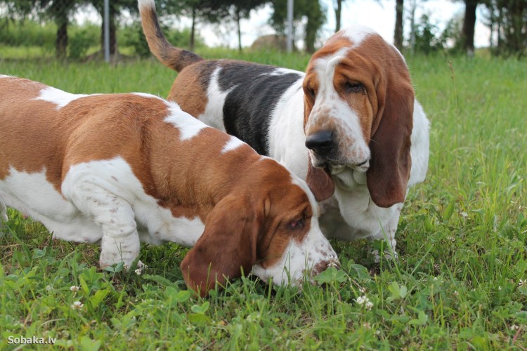 Бассет хаунд жесткошерстный