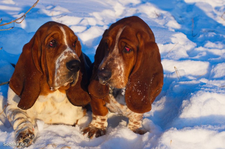 Бассет форте