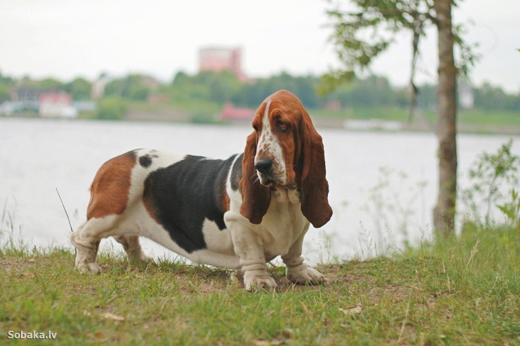 Кокер Бассет