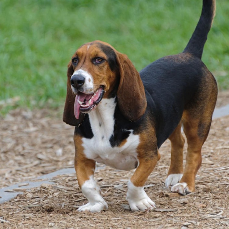 Бассет хаунд гончая