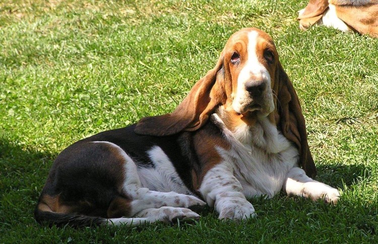 Бассет-хаунд щенок 3 месяца