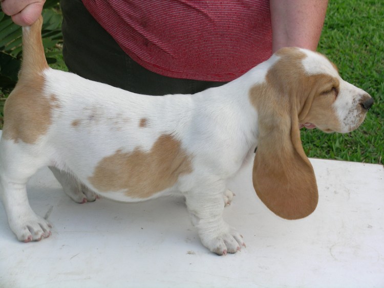 Бассет хаунд (Бассет)