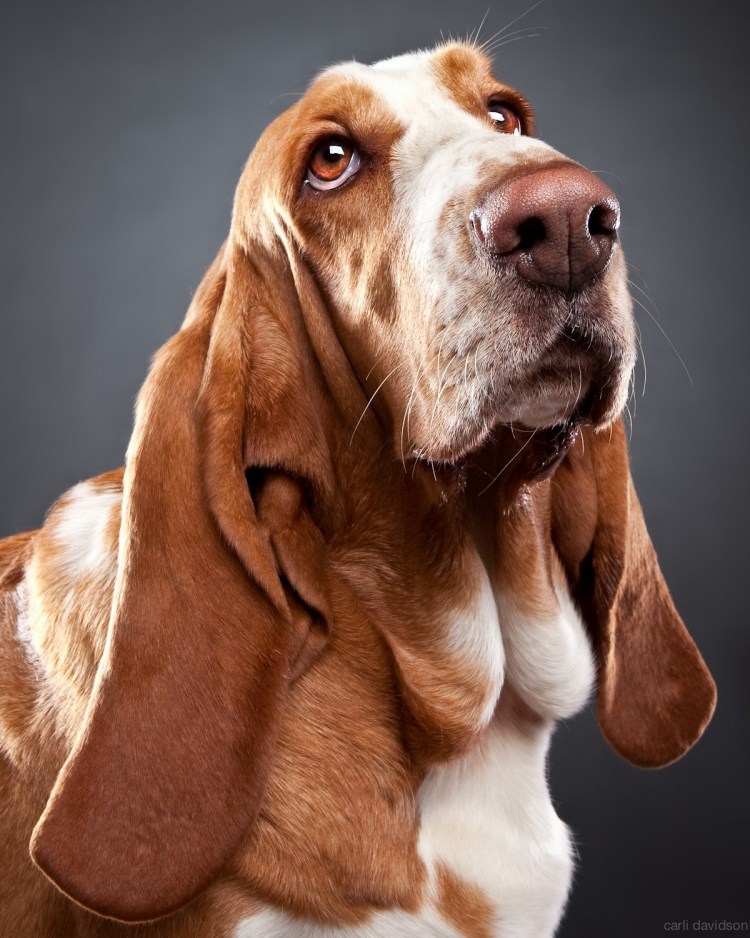 Бассет-хаунд биколор