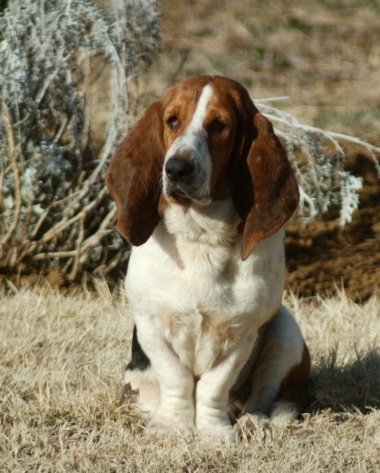 Порода Бассет