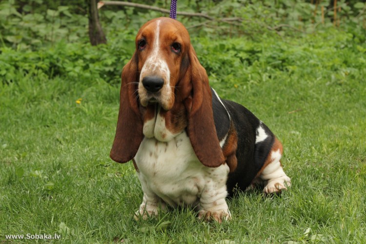 Порода Бассет хаунд