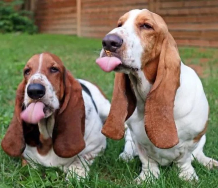 Бассет хаунд