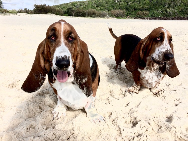 Бассет-хаунд стандарт породы