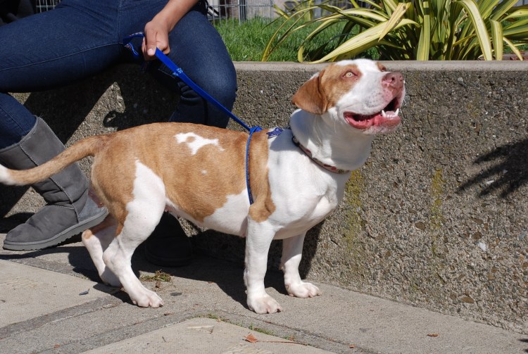 Бассет хаунд