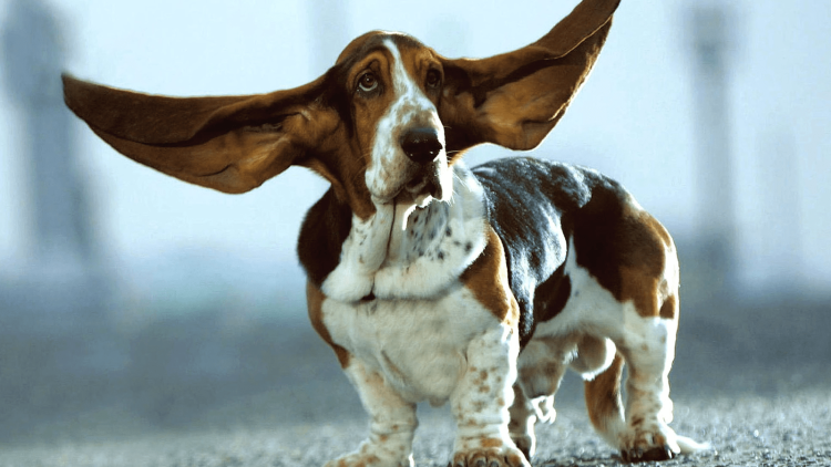 Бладхаунд и Бассет хаунд