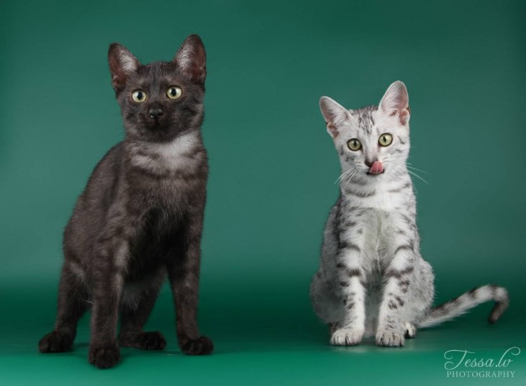 Кот Египетский МАУ