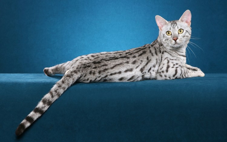 Порода Египетская МАУ