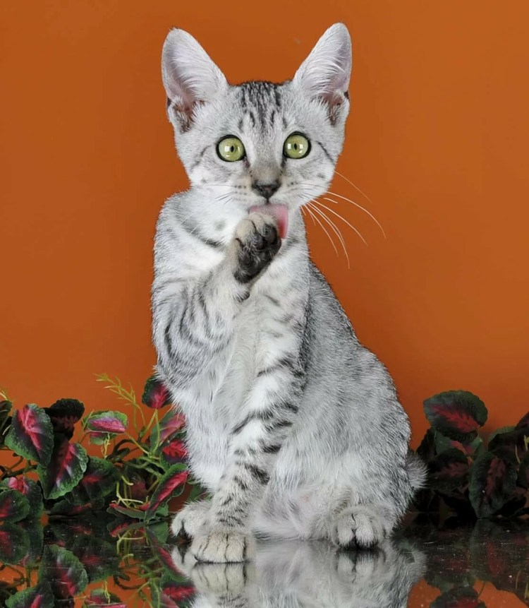 Египетская МАУ