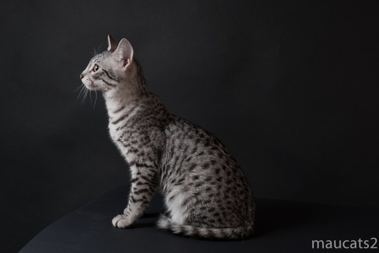 Египетская МАУ бронзового окраса