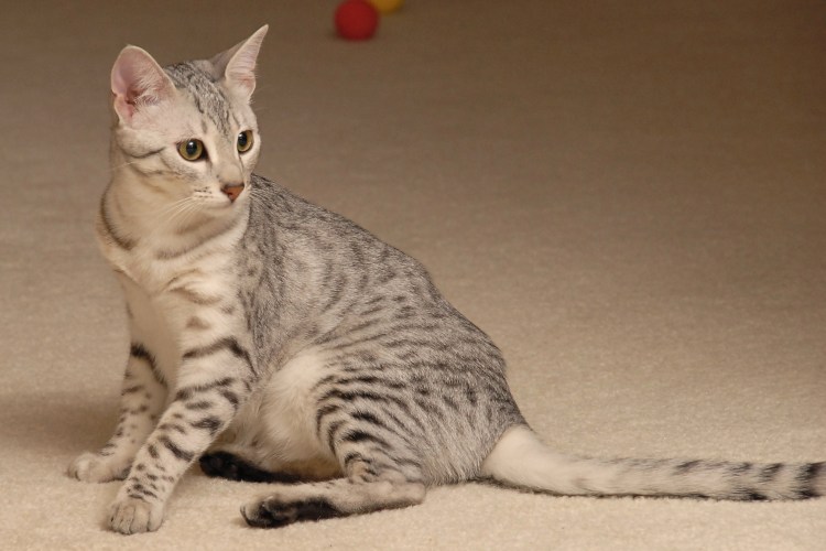 Египетская МАУ черная