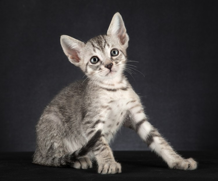 Метис египетской МАУ