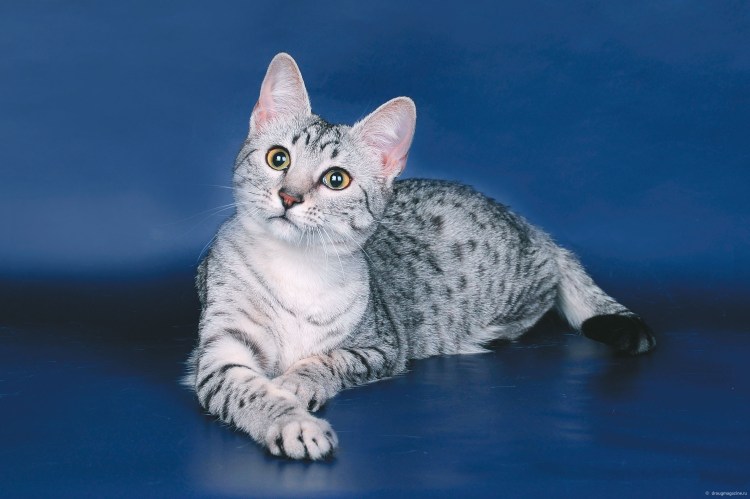 Кот Египетский МАУ