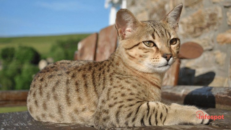 Порода кошек Египетская МАУ