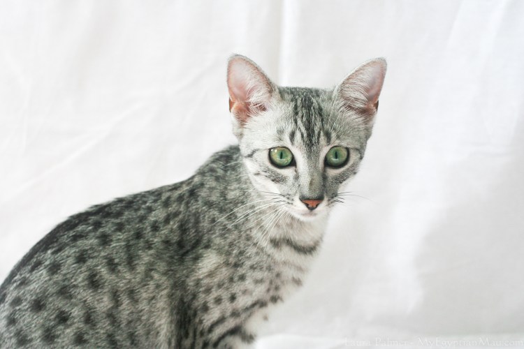 Египетская МАУ кошка