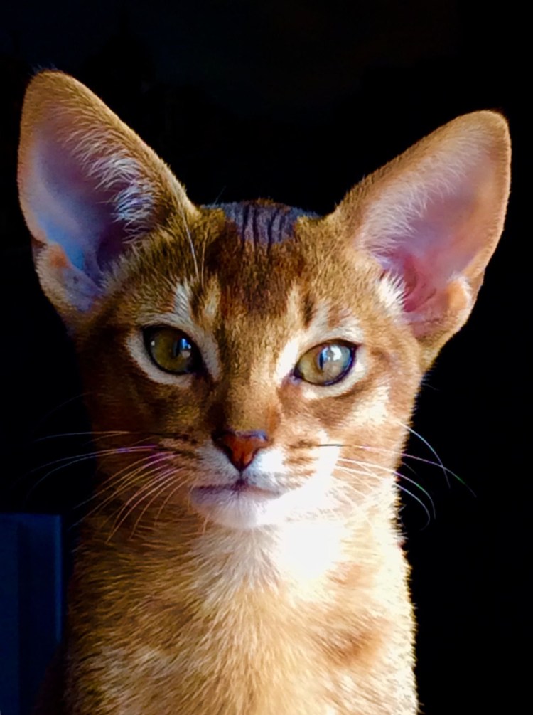 Египетский МАУ Мем