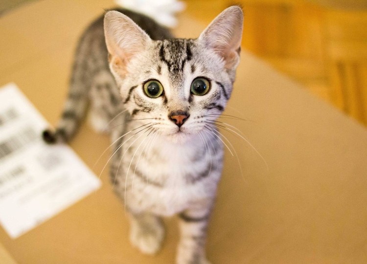 Египетская кошка Мао серая