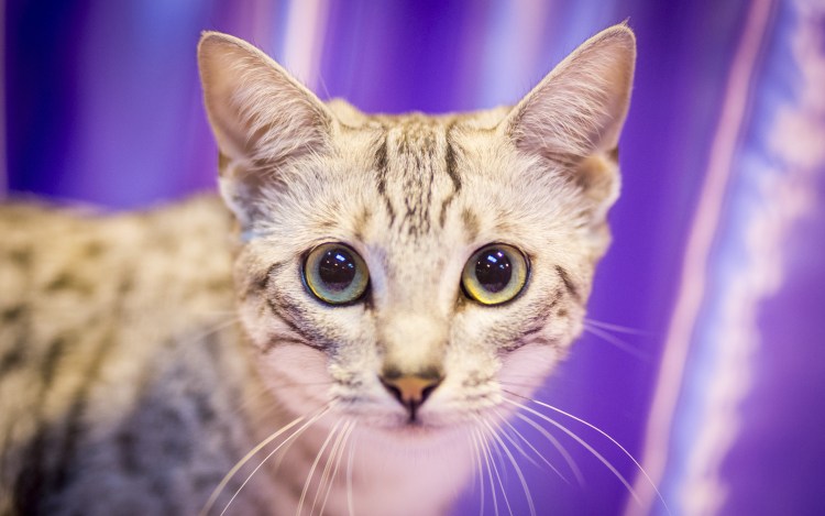 Египетская МАУ