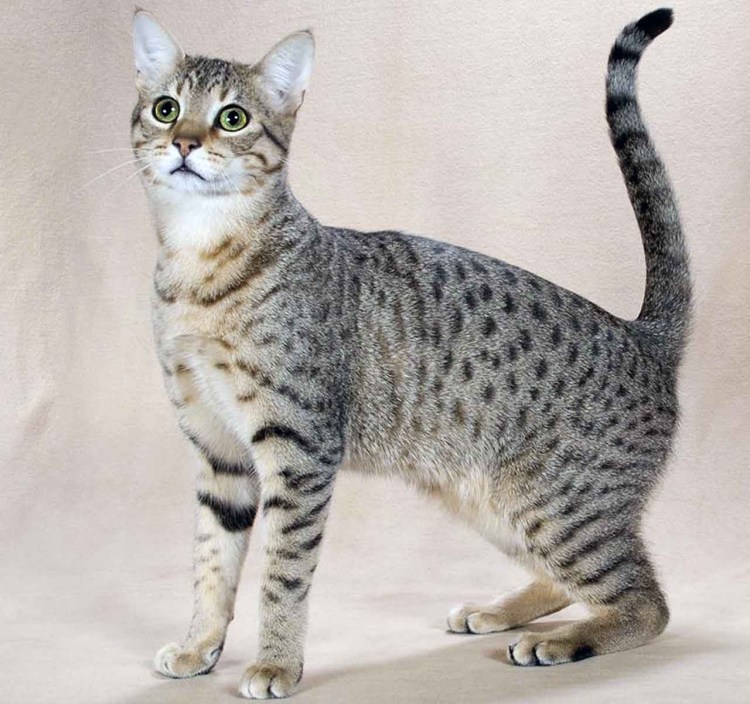 Египетская МАУ