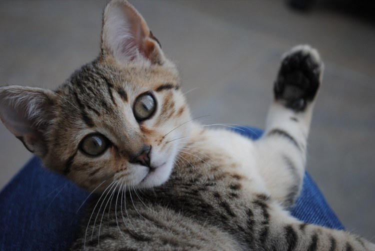 Оцикет и Египетская МАУ