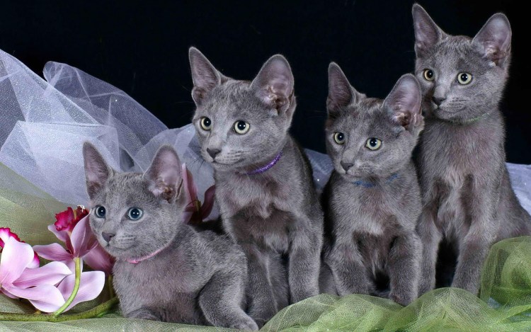 Сибирская голубая кошка