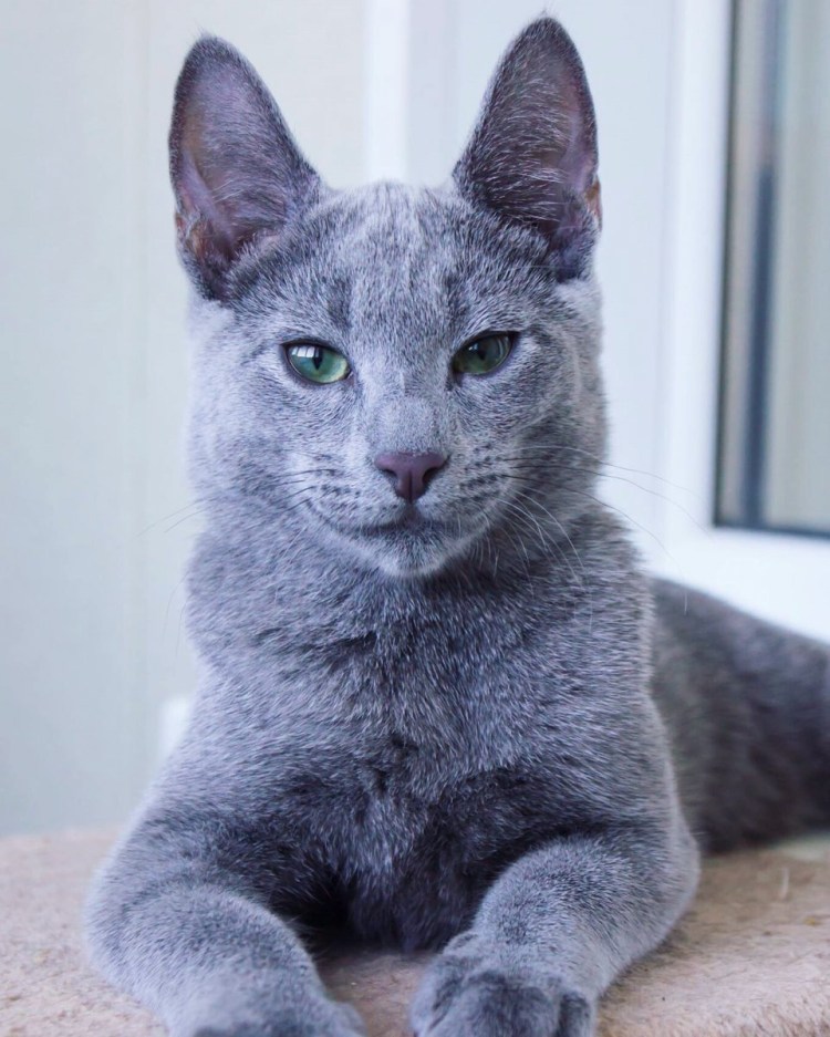 Русская голубая короткошерстная